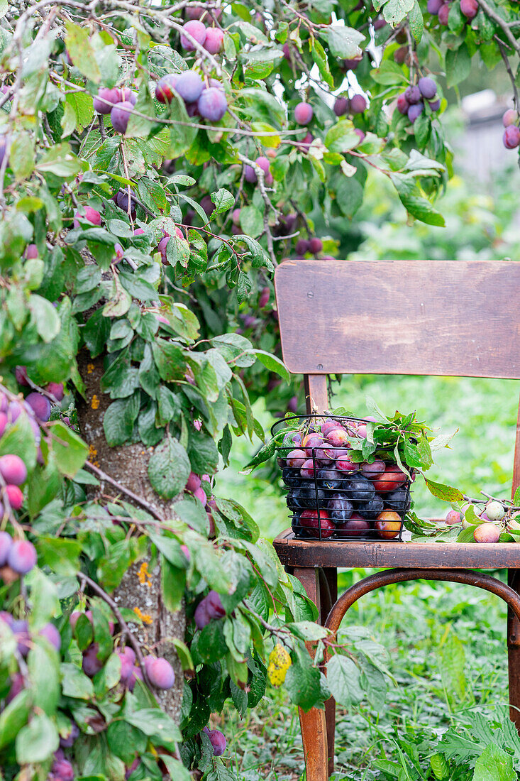 Plums in the garden