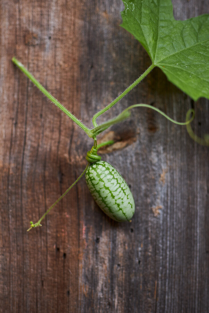 Mexikanische Mini-Gurke (Melothria scabra)