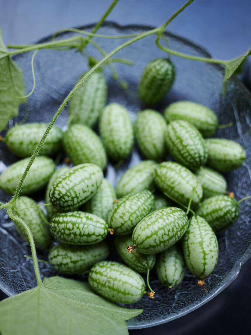 Mexican mini cucumber (Melothria scabra)