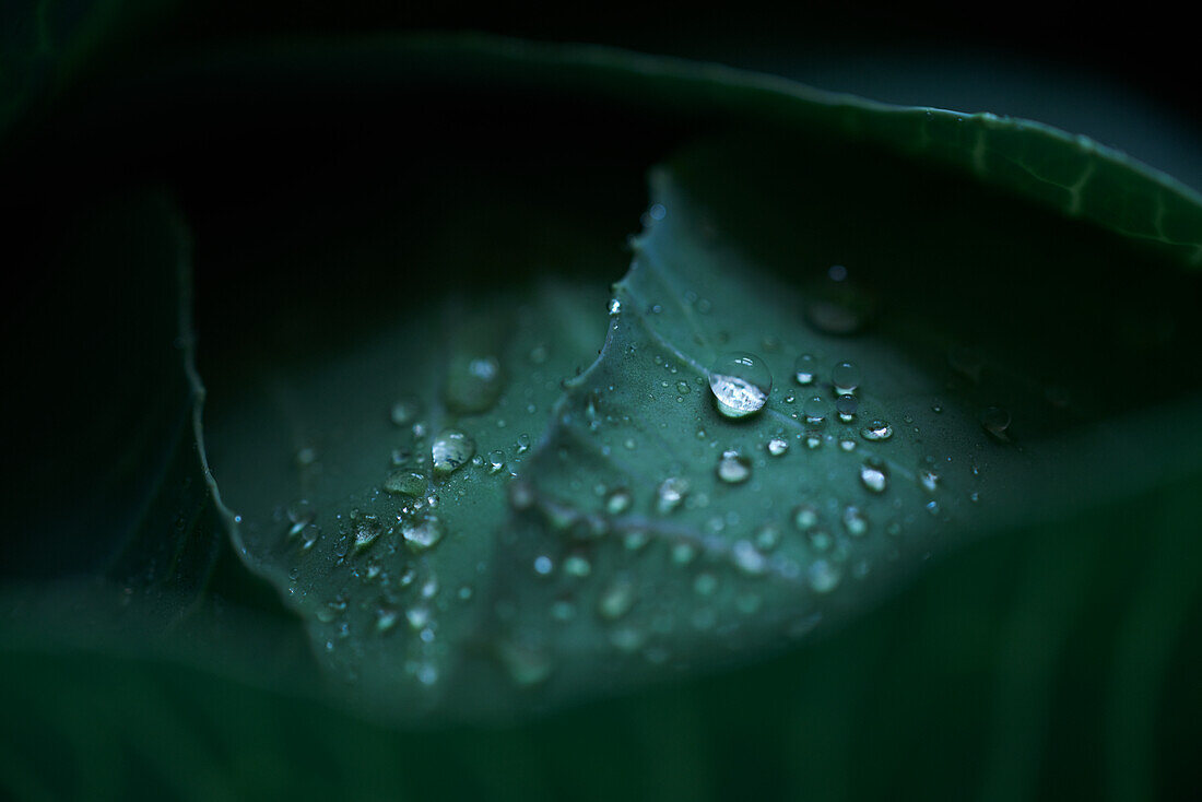 Weisskohlblatt mit Wassertropfen