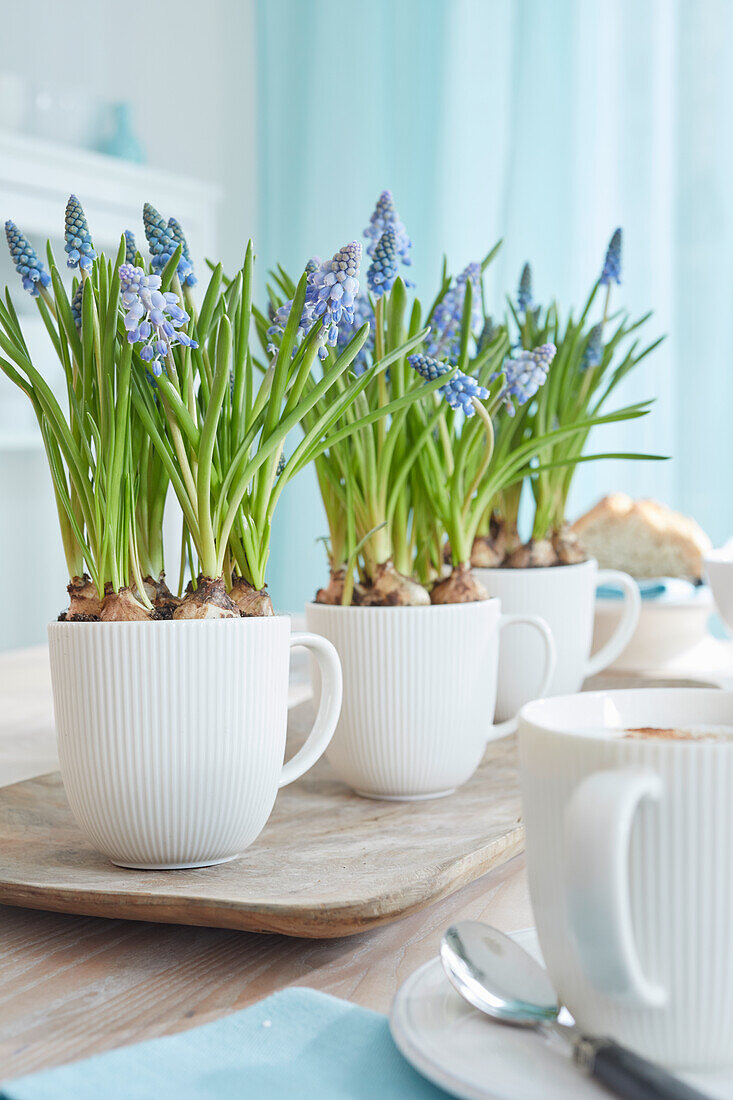 Tassen mit Perlhyazinthen (Muscari) am Wohnzimmertisch