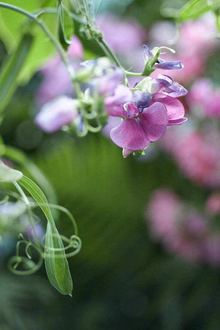 Pink vetch flower (Vicia), flower portrait