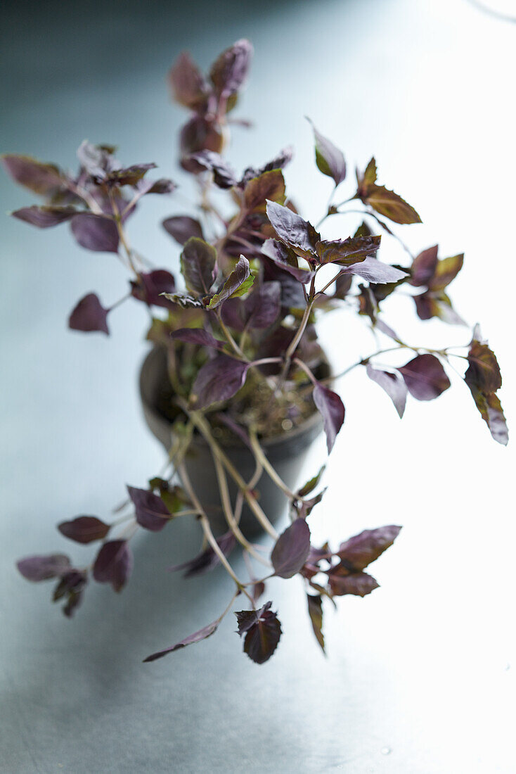 Purple basil in a pot