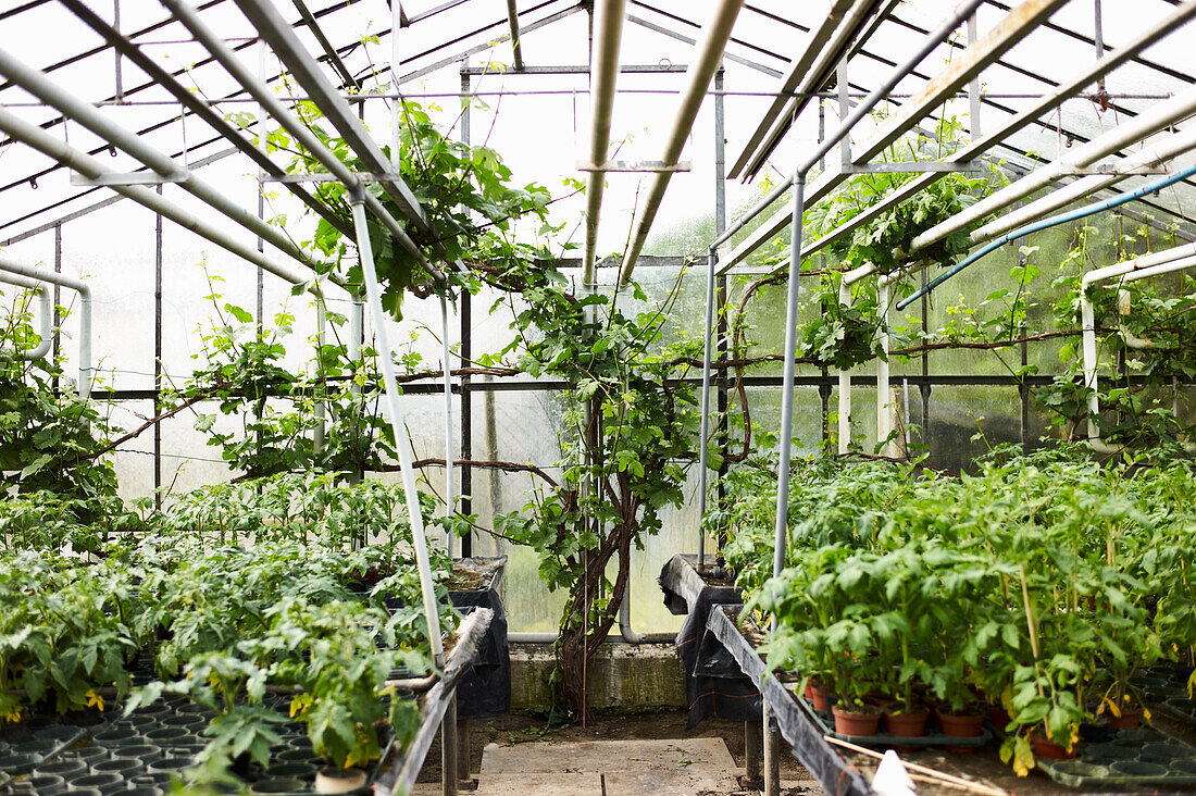 Greenhouse with vegetable plants