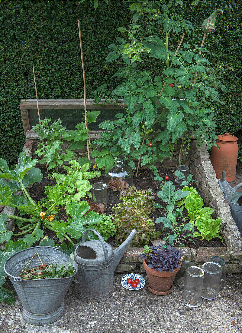 Small vegetable garden with tomato and zucchini plants and lettuce