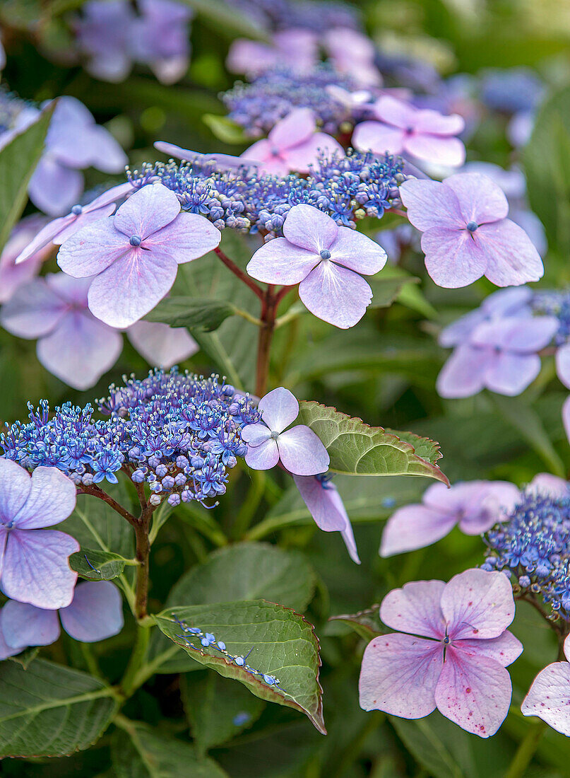 Japanese plate hydrangea (Hydrangea serrata) with purple and blue flowers