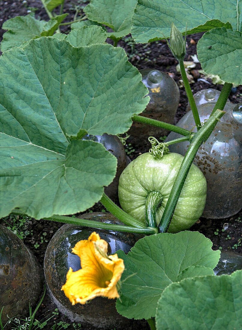 Kürbispflanze mit gelber Blüte und junger Frucht im Gartenbeet