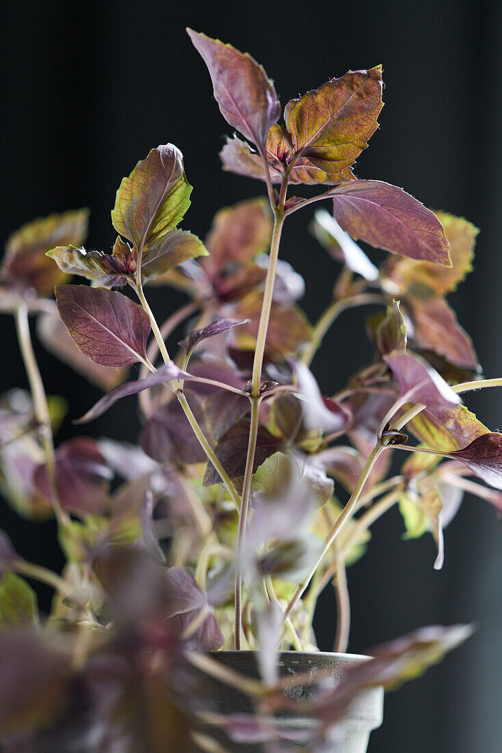 Red basil