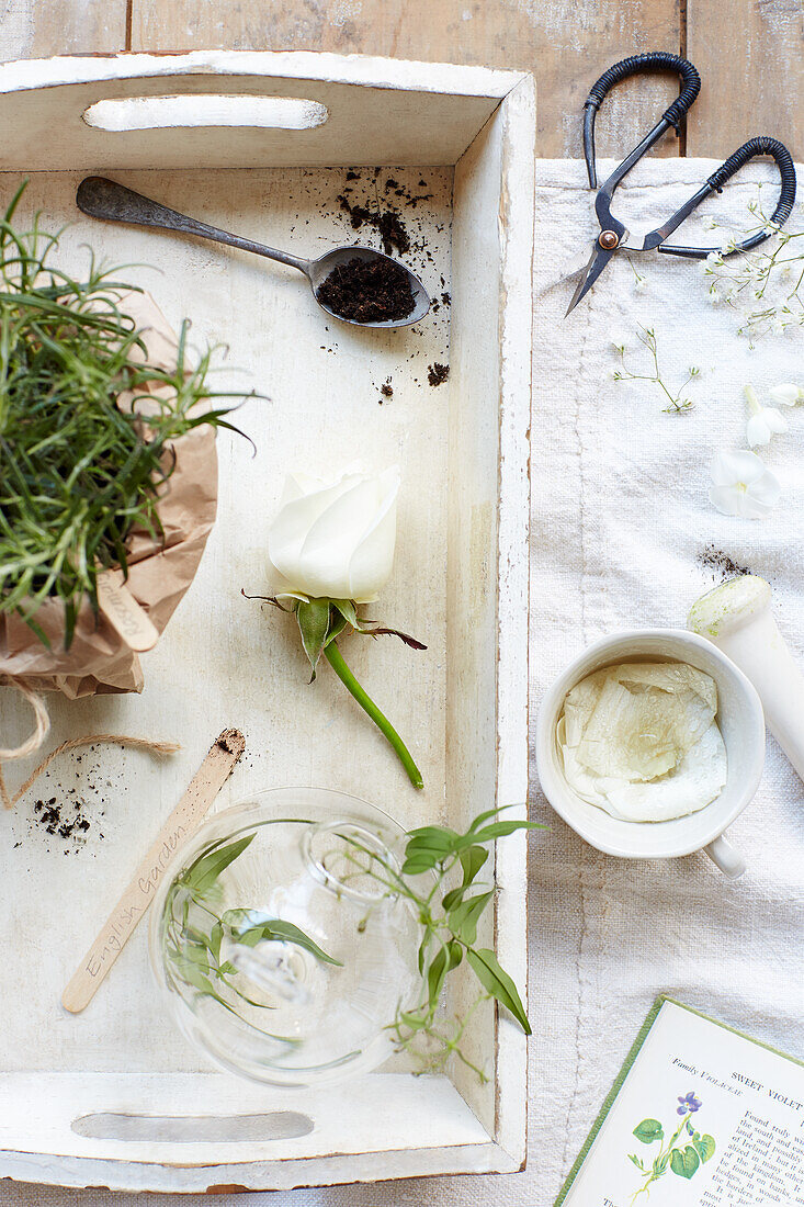 Rosemary and white rose on a wooden tray