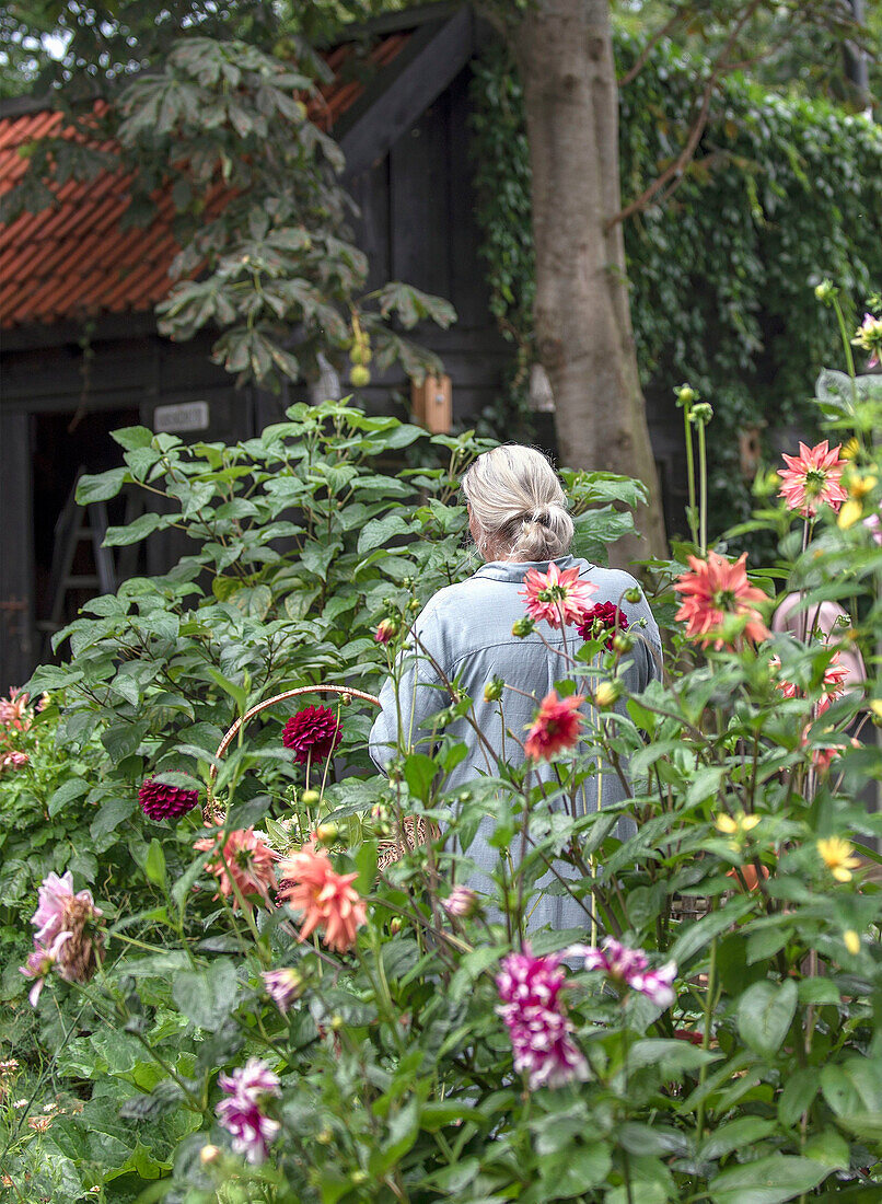 Woman in a blooming summer garden in front of a wooden house