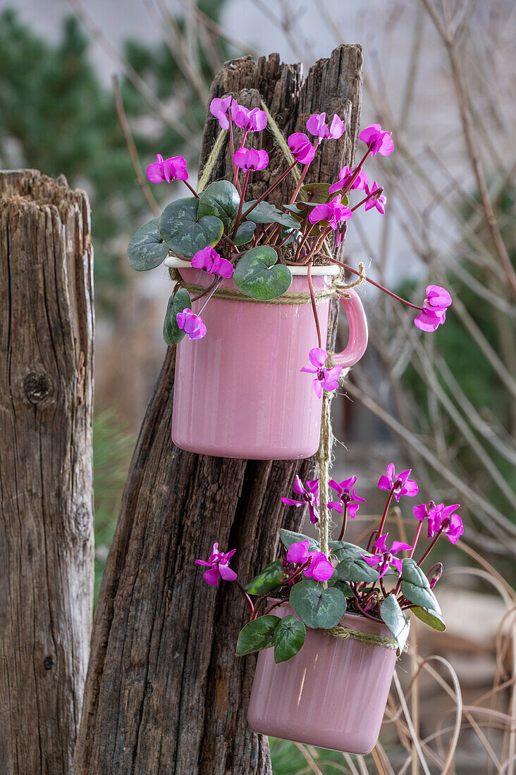 Frühlingsalpenveilchen (Cyclamen) in Tassen an altem Baumstumpf hängend