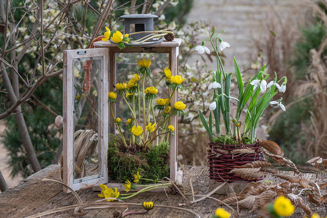 winter aconites; Snowdrop;