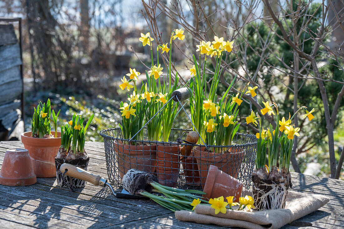 Narzissen 'Tete a Tete' (Narcissus) in Töpfen auf der Terrasse