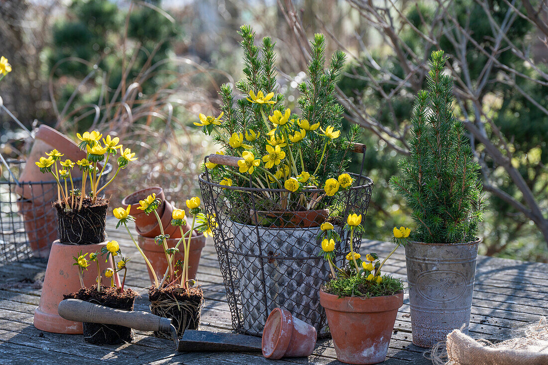 Winterlinge (Eranthis Hyemalis) und Zuckerhutfichte (Picea glauca) in Töpfen auf der Terrasse