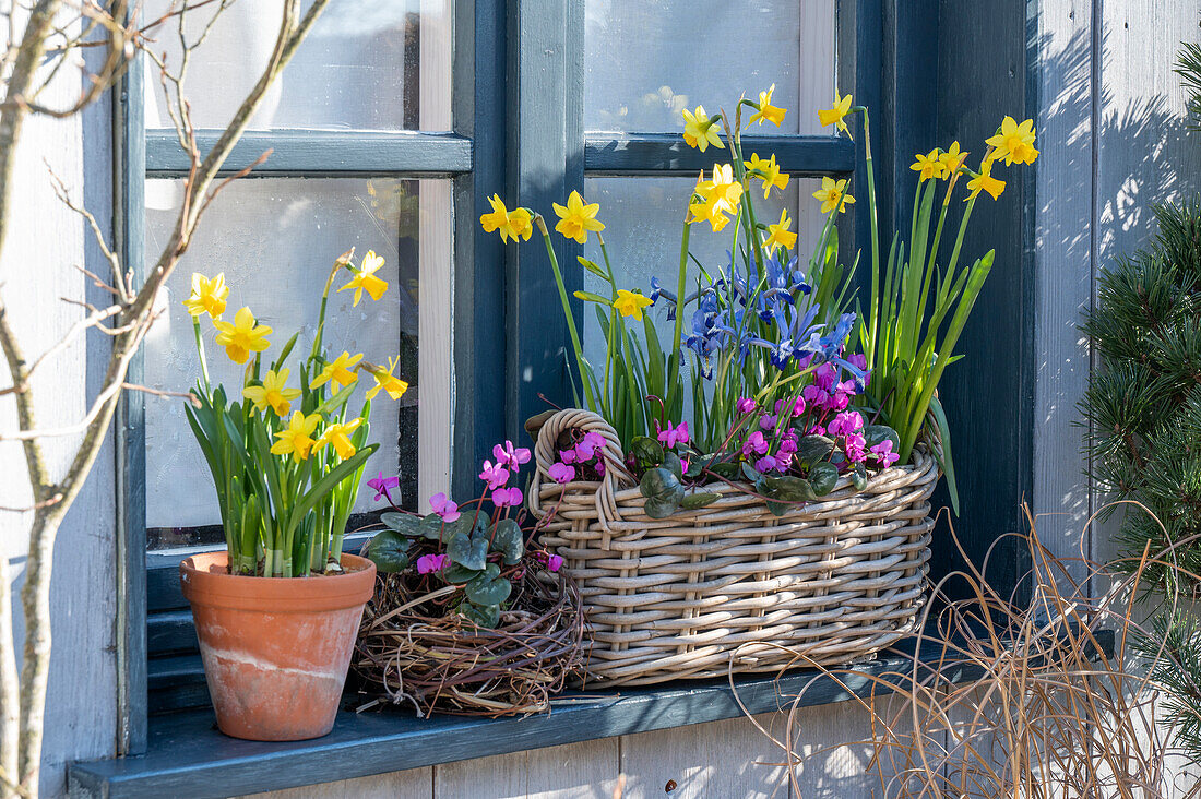 Frünglingsalpenveilchen, Zwergiris 'Clairette', und Narzisse 'Tete a Tete' in Blumentöpfen am Fensterbrett