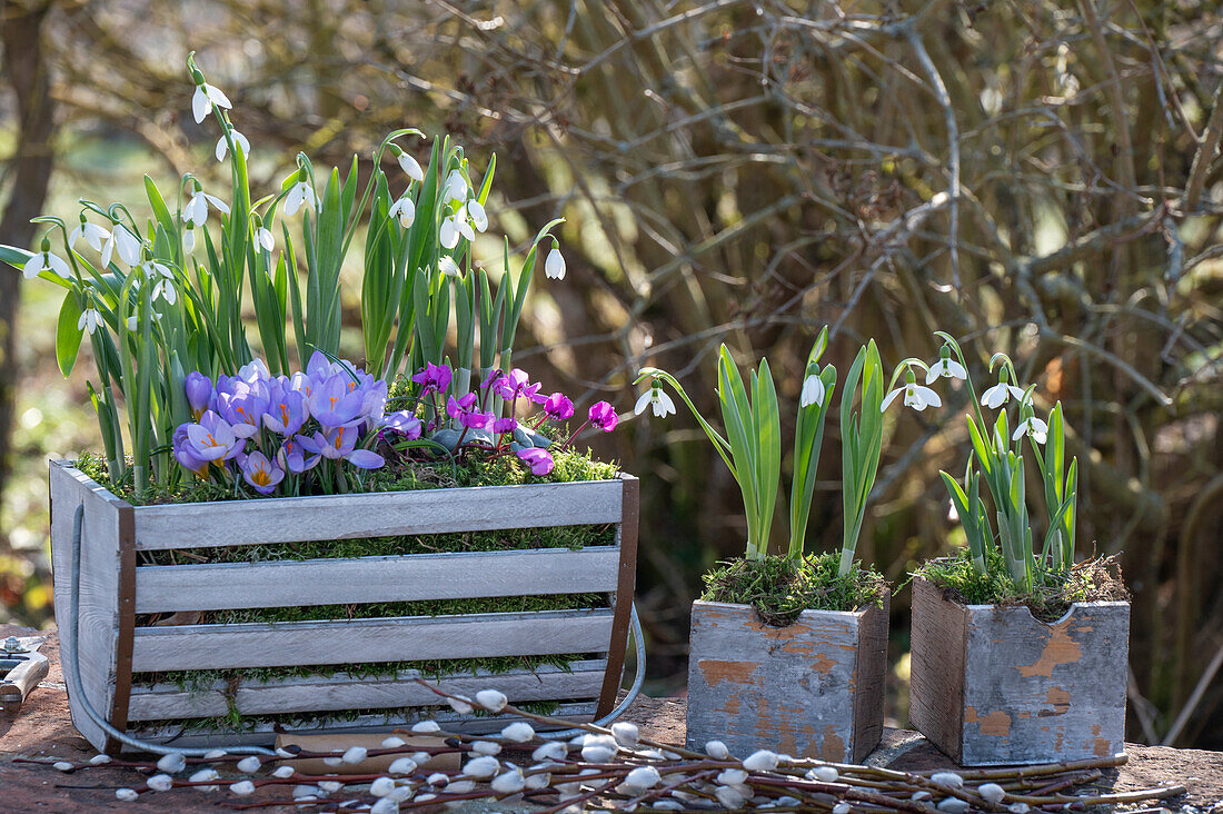 Krokus 'Vanguard', Schneeglöckchen, Frühlingsalpenveilchen in Blumenkisten auf der Terrasse