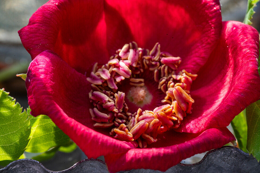 Rosa moyesii; Geranium