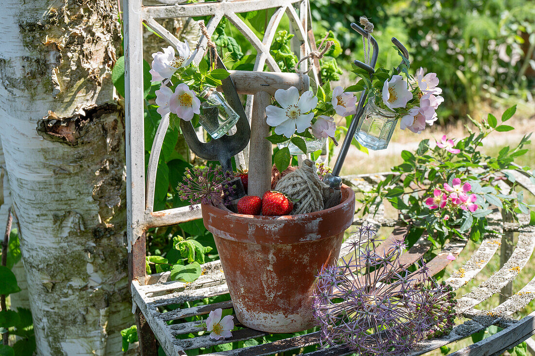 Wildrosenblüten (Rosa canina) oder 'Hundsrose', Blütendeko an Blumentopf mit Erdbeeren, Spaten und Schaufel, Blüten von Zierlauch