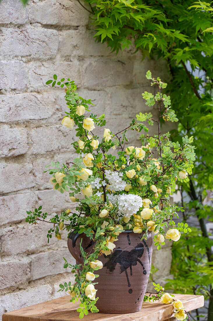 Zweige der Gelben Strauchrose 'Hugonis' (Rosa) und Fliederblüten in Keramikvase