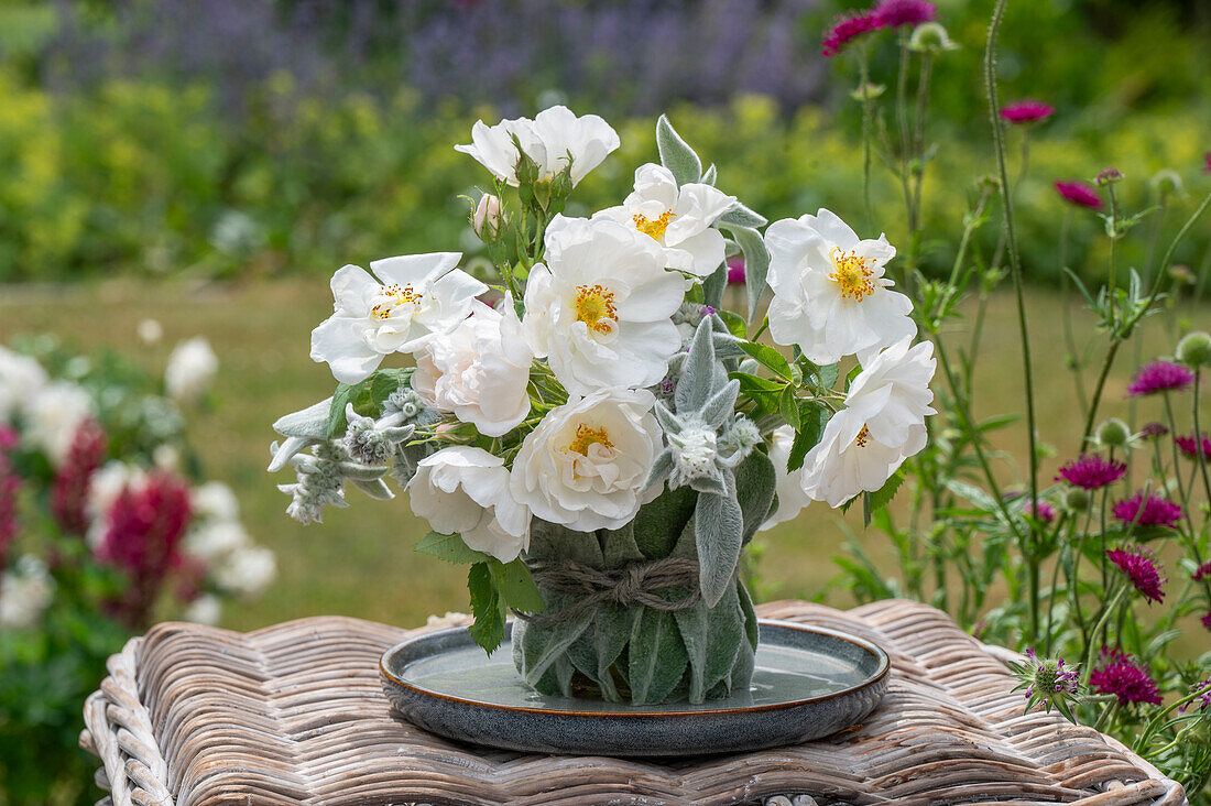 Strauß aus weißer Parkrose (Rosa) 'Semiplena', Samenstände von Schwarzwurzel und Wollziest (Stachys byzantina)