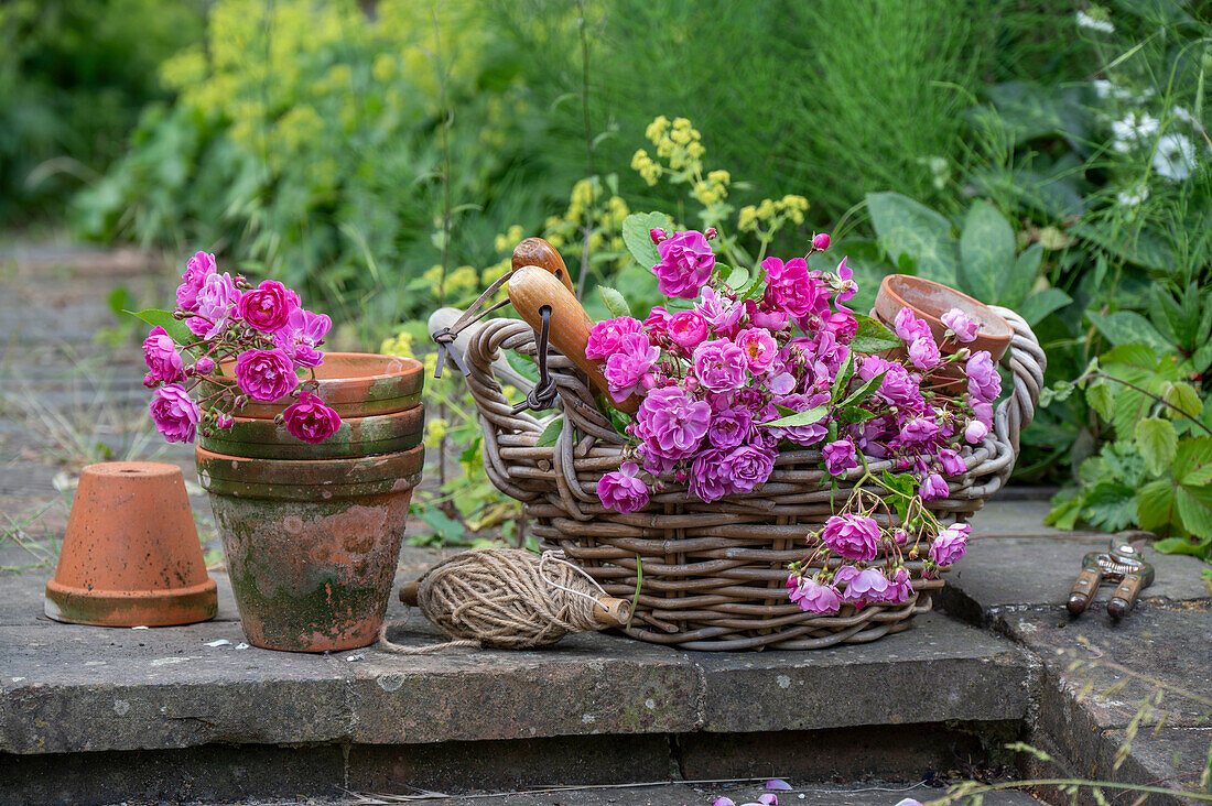 Kletterrose und Rose (Rosa multiflora) 'Taunusblümchen' in Blumenkorb und Blumentopf als Dekoration auf der Terrasse