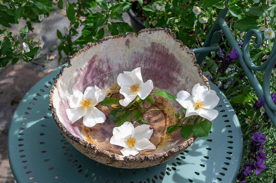 Bodendeckerrose 'Escimo', einzelne Blüten in Schale