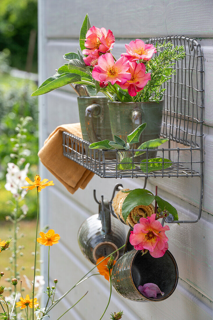 Einzelne Strauchrosen 'Herzogin Friederike' (Rosa) als Deko in Kaffeetassen an Wandregal auf der Terrasse