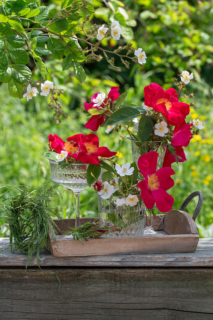 Weiße Büschelrose (Rosa multiflora) und rote Gallicarose (Rosa gallica) 'Scharlachglut' in Vase auf Terrassentisch