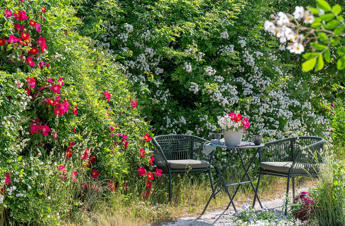 Weiße Büschelrose (Rosa multiflora) und rote Gallicarose (Rosa gallica) 'Scharlachglut' im Garten