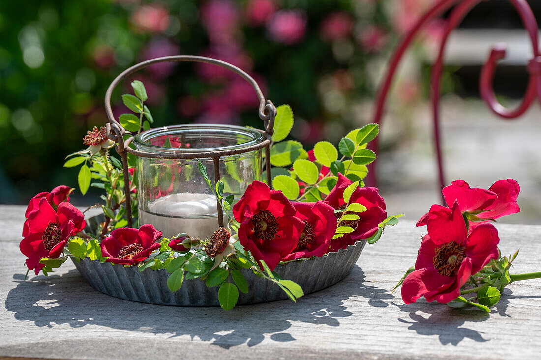 Rosa moyesii; Geranium