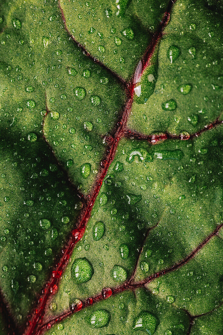 Mini chard with water droplets