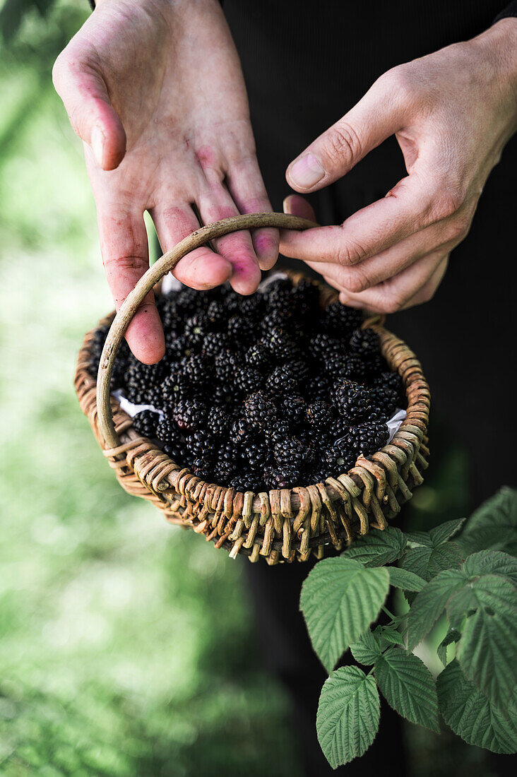 Frau hält Körbchen mit Brombeeren