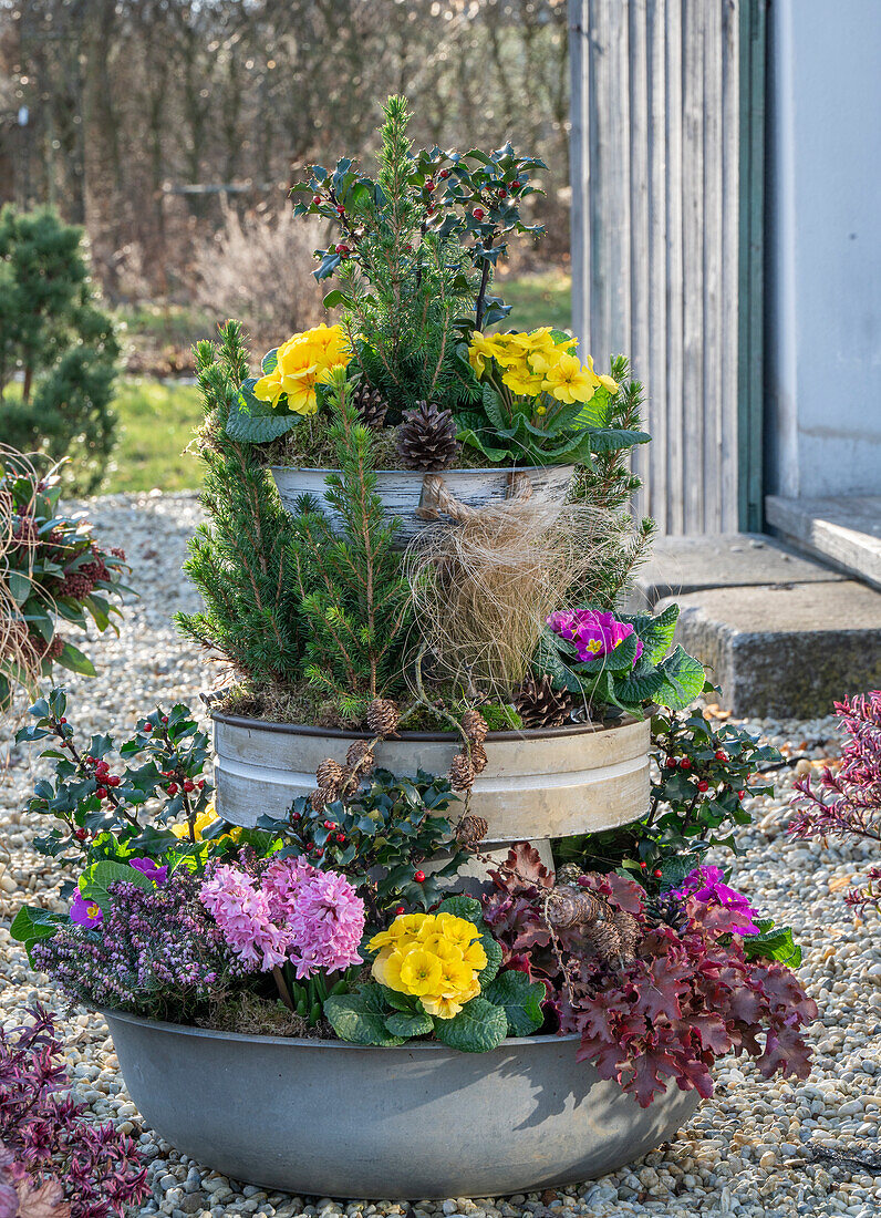 Selbstgebaute Etagere mit Schneeheide, Stechpalme, Primeln, Zuckerhutfichte 'Conica', Frauenhaargras, Hyazinthen, Purpurglöckchen