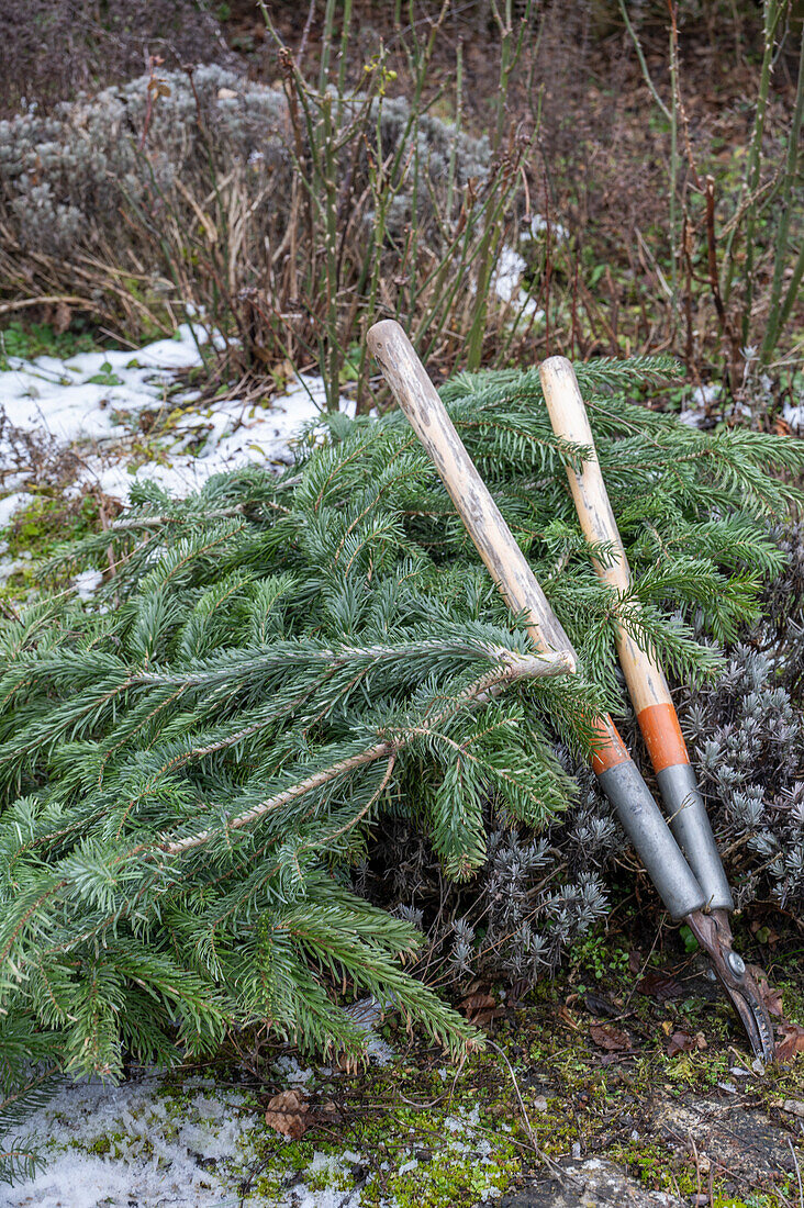 Disassemble the cleared Christmas tree and use the branches to cover against severe frosts in January or February