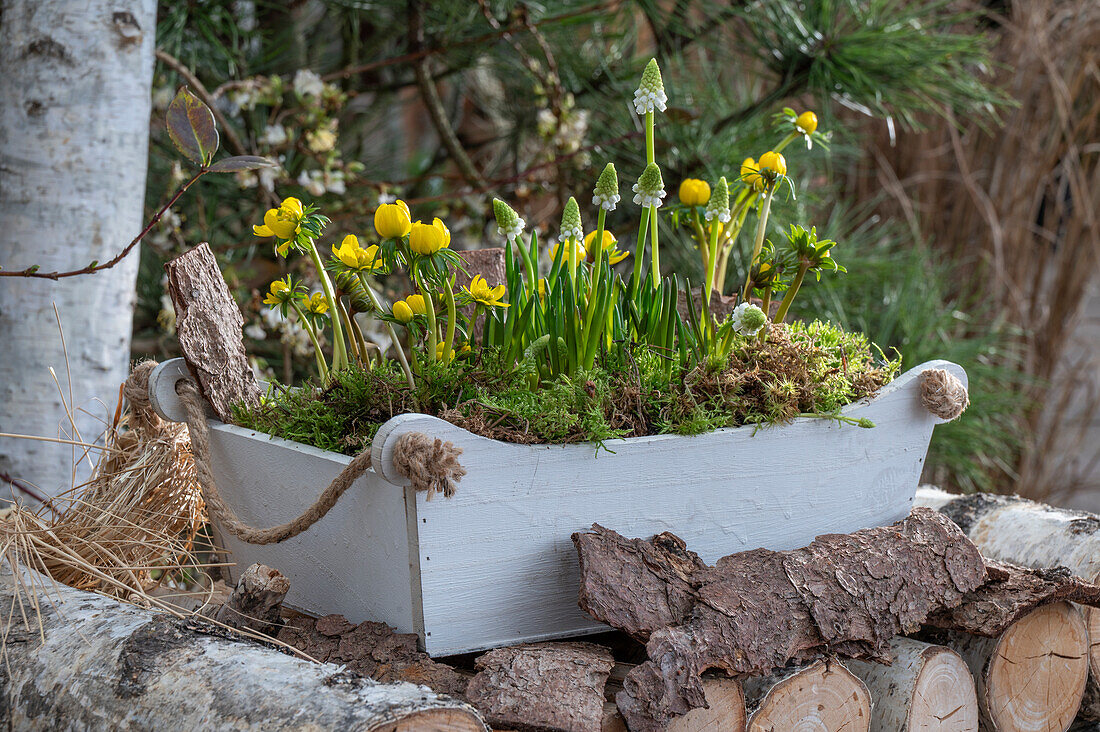 Winterlinge (Eranthis), Traubenhyazinthe (Muscari) 'Alba' in alter Kiste auf Holzstoß