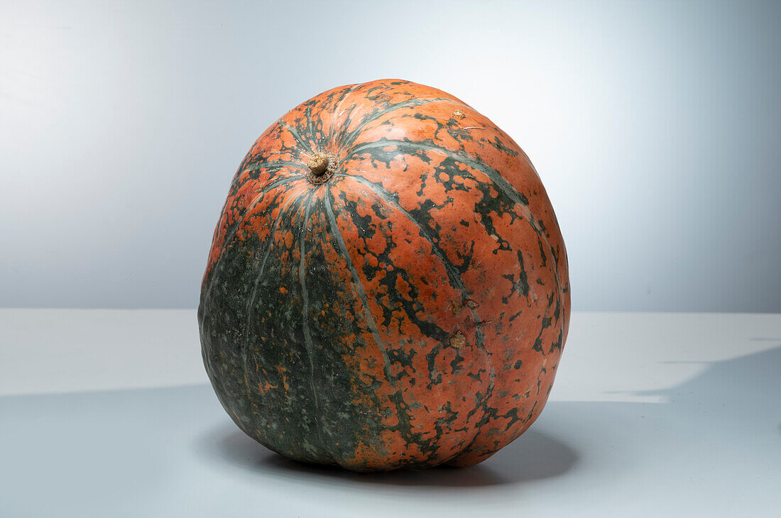 Dills Atlantic Giant (pumpkin variety from Serbia)