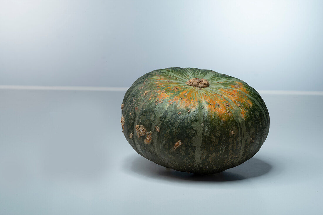 Dolcevera F1 (pumpkin variety from Italy)