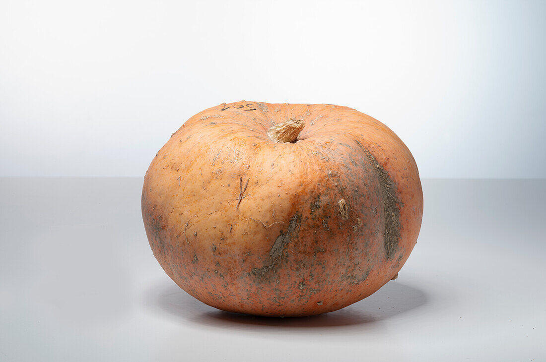 Gele Centenaar (pumpkin variety from Serbia)