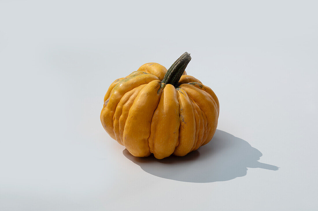 Guicoy (pumpkin variety from the USA)