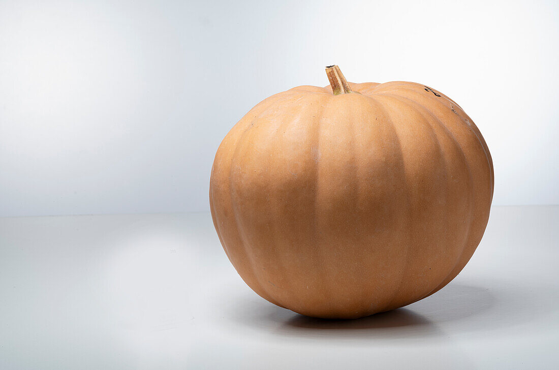 Autumn Buckskin (pumpkin variety from the USA)