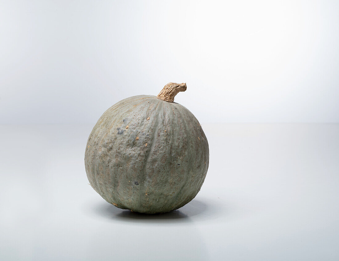 Baby Blue (Hubbard) (pumpkin variety from the USA)