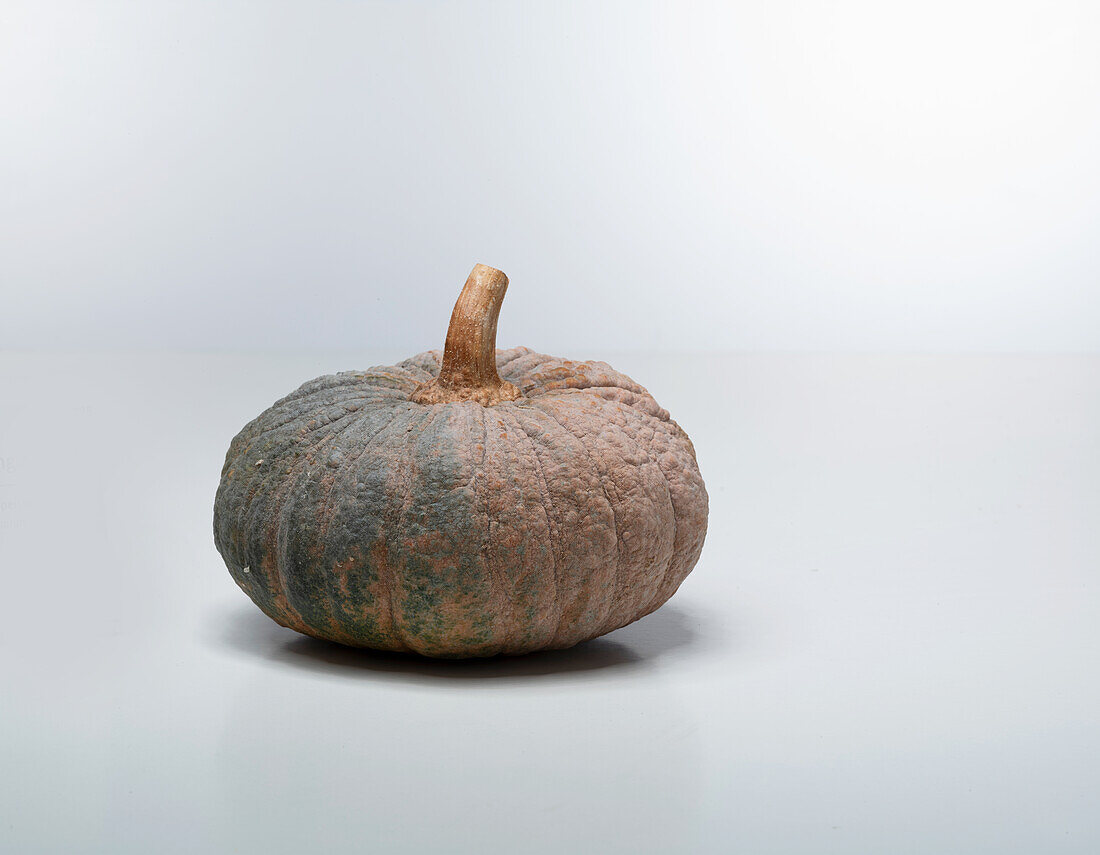 Beung Karn F1 (pumpkin variety from Taiwan)