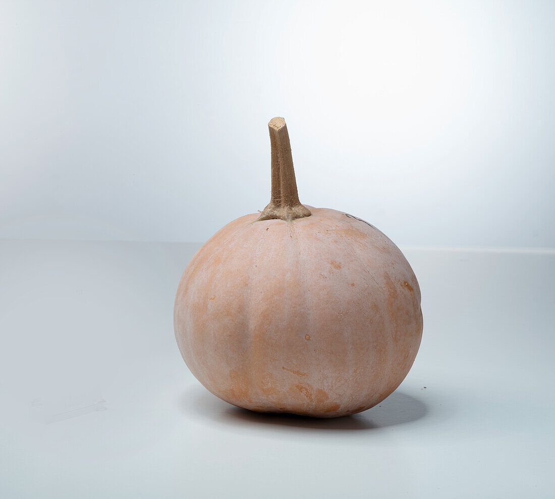 Butterkin F1 (pumpkin variety from the USA)