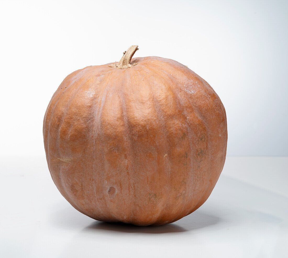 Pearl (pumpkin variety from the USA)