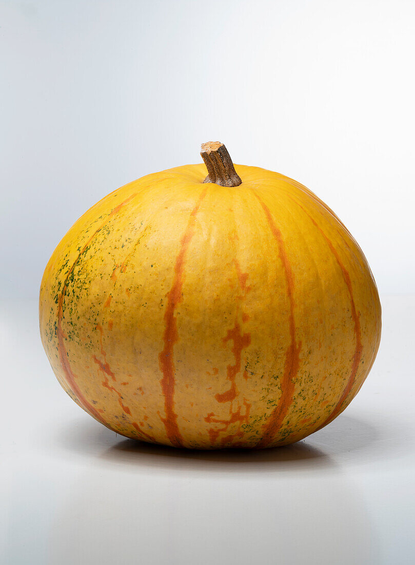 Millionaire F1 (pumpkin variety from the USA)