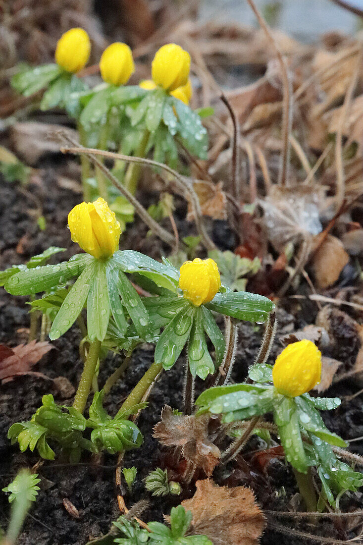 Winterlinge (Eranthis) im Regen im Blumenbeet