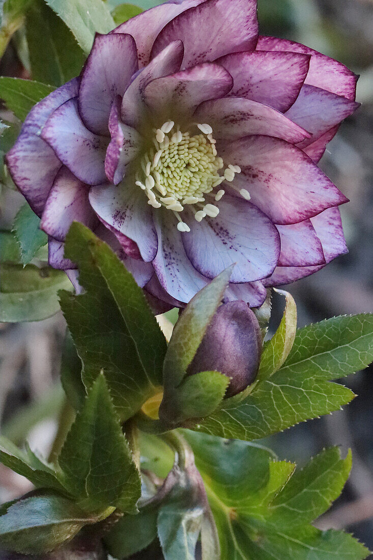 Christrosenblüte (Helleborus niger), Blütenportrait