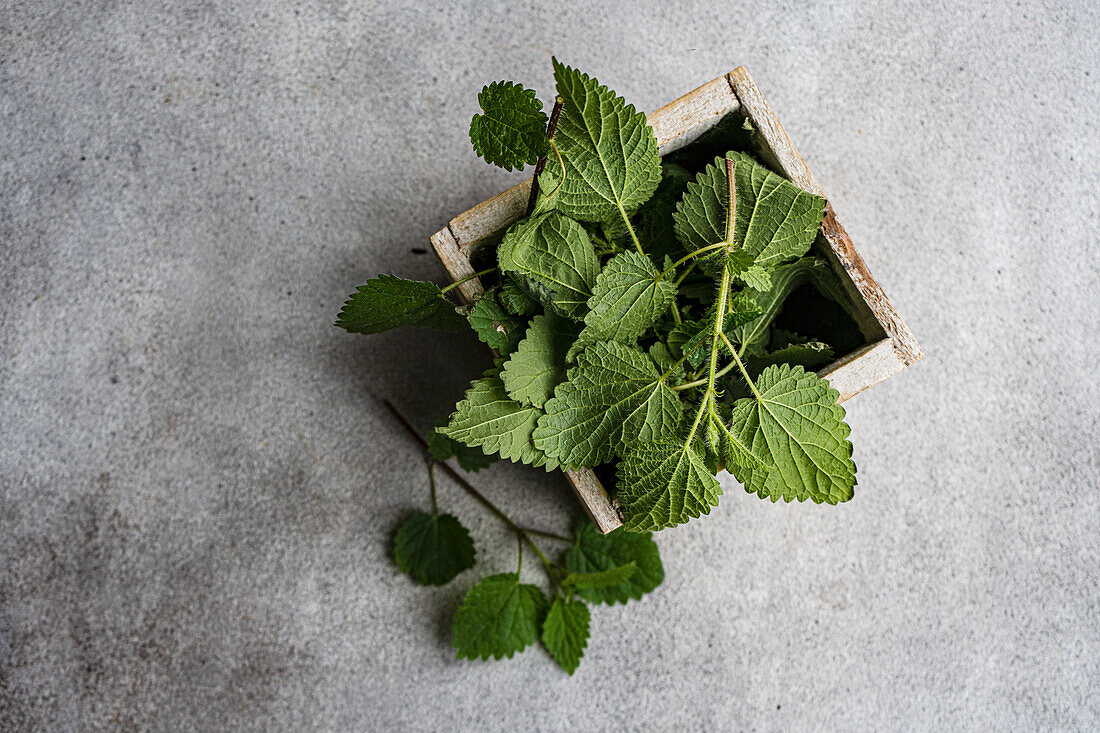 Young nettle leaves