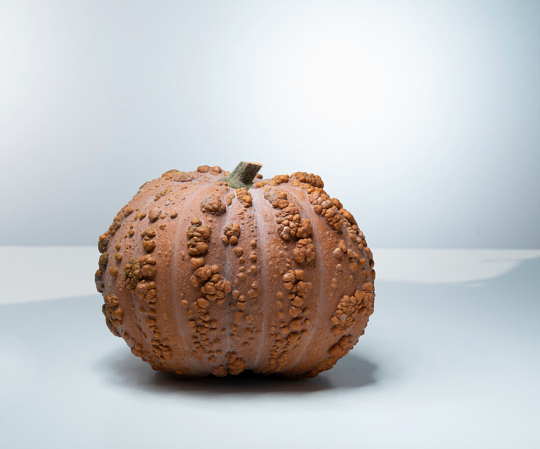 Musquee de Maroc (pumpkin variety from Morocco)