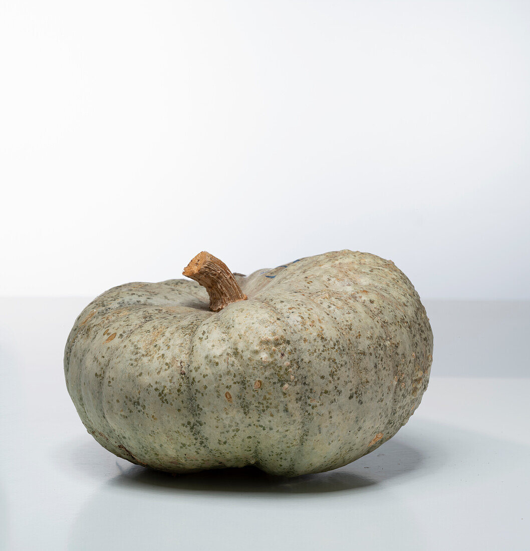 Neck Pumpkin (pumpkin variety from the USA)